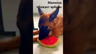 ЧАВКАНЬЕ 😂 Малинуа НЕ собака