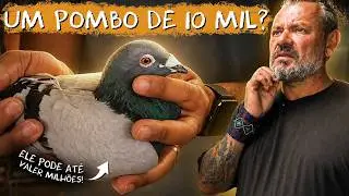 💰 The second most expensive animal in the world is a pigeon?!