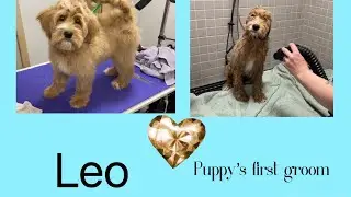 Labradoodle Puppy First Grooming: haircut not happening