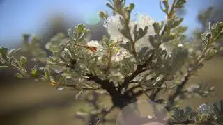 Time Lapse Snow Melting on Branch - No copyright