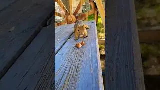 #sincap #squirrel