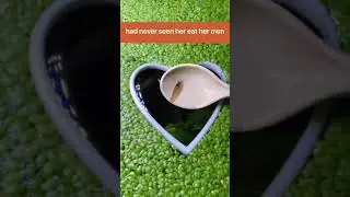 Guppy eats her own fry