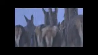 Deer in winter