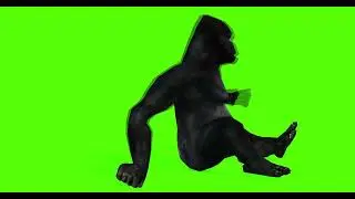 AFRICAN GORILLA #4  || GREEN SCREEN || 4k || ANIMATION  || FREE 3D