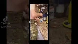 Басик -чудо кот.