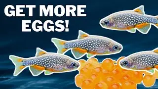 How to Breed Egg Scattering Fish 