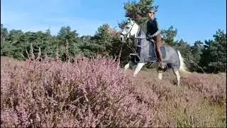 Daan op de heide
