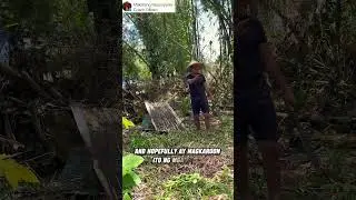 NAG TANIM NG CALAMANSI GAMIT ANG SANGA NITO