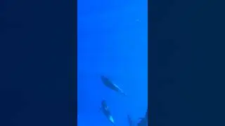 SEE PILOT WHALES IN THE AZORES ISLANDS | Futurismo