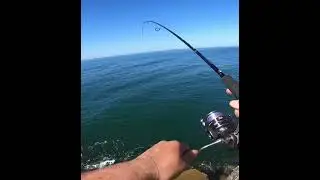 Este JIG le encanta  A LAS PALOMETAS  y en este COLOR más ☺️ #fishing #pescaspinning #huelva #pesca