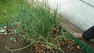 Бесконечные домашние хлопоты