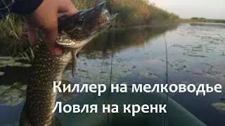 Killer in shallow water. Crank fishing.