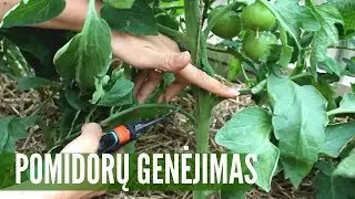 Pomidorų genėjimas - ar jūs darot taip pat?