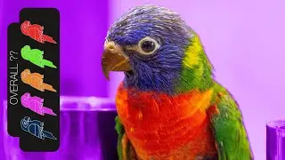 Rainbow Lorikeet, The Best Pet Parrot?
