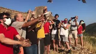 Liberación cernícalos desde Feria