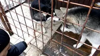 Хаски и лайка. Прикол.