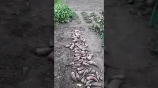 Сбор урожая свёклы.