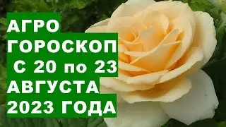 Agrohoroscope from 20 to 23 August 2023. Agrohoroscope from 20 to 23 August 2023