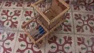 كيف تصنع مصيدة للطيور 3