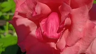 Даша о вине и....