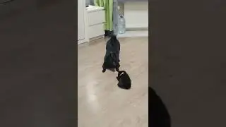 щенки шипперке #шипперке #щенки
