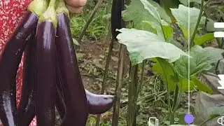 HOW SIMPLE LIFE IS IN PROVINCE