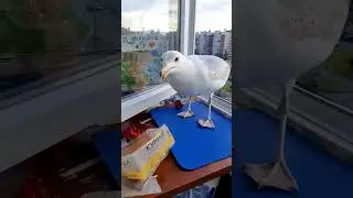 Я ждаль!