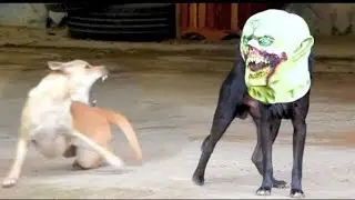 शैतान कुत्ते को जब लग गयी चुड़ैल की आत्मा🤣 FUNNIEST ANIMALS CAUGHT ON CAM