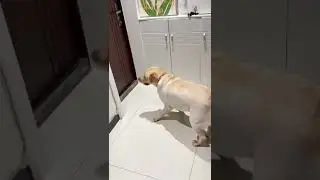 Собака😂!#shorts