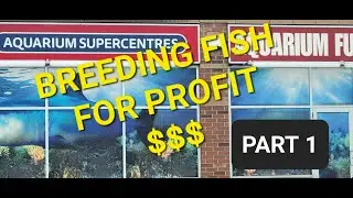 Breeding fish for profit INTRO