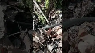 змея уползает в нору