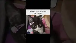 Отправь это прекрасной принцессе #отношения #ищупару #юмор #котики #cat #dutiap
