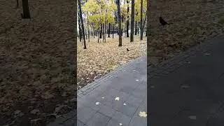 Осень вступает в пёстрый терем свой...#путешествие в осень