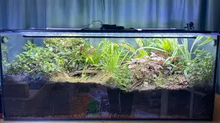 MYRMICA RUGINODIS - UPDATE #16