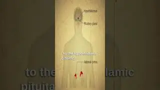 The Symbolic Connection Between Pine Cones and the Pineal Gland 