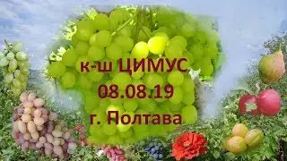 Grapes 2019. Grapes Cimys. Grape review
