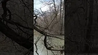 Бесперебойное пение птиц