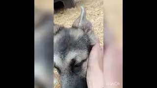 Продажа 🔥 Сука 3 месяца 89057097628 Екатерина