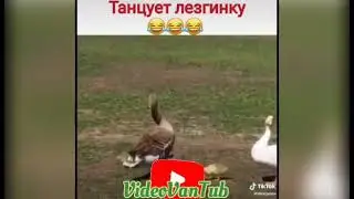 Гусь каким-то образом начал танцевать Лезгинку. 🤣🤣🤣#Trend #Like👍 #Prikol #Video #TikTok #VideoVanTub