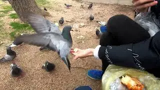 Ручные голуби Севастополя.