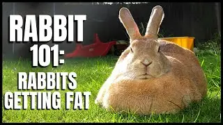 Rabbit 101: Rabbits Getting Fat