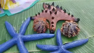 starfish and sea urchin #mamtv   #bluestarfish #seaurchin #starfish #romblon
