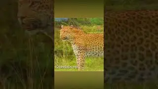 Леопард не оставил гиене шансов ночью.