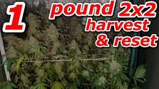HARVESTING 1 POUND IN 2x2 & DWC RESET