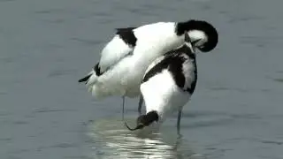 Die Lacken am Neusiedler See