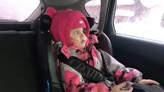 Полина едет в приют для бездомных животных
