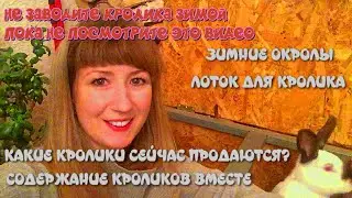 Содержание кроликов зимой, зимние окролы. Можно ли держать вместе крольчих? Продажи кроликов.
