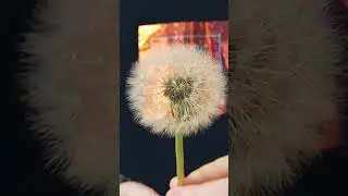 Волшебный одуванчик 
