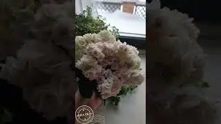 Непрерывное шапочное цветение 8 месяцев! Какой из сортов фиалок может похвастать подобным букетом?