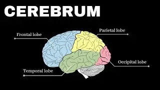 Gross anatomy - Cerebrum | Lobes Of The Brain | Cerebral Cortex | Video 2 | CjMeds |